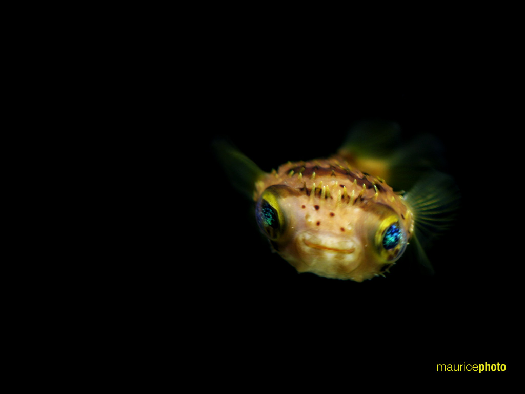 Pufferfish Wallpapers APK for Android Download